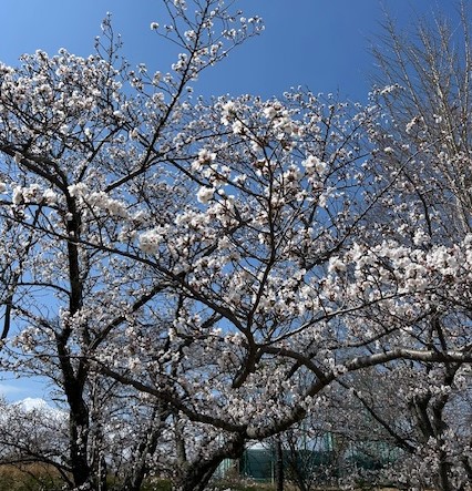 image0 (70)樫井桜.jpeg