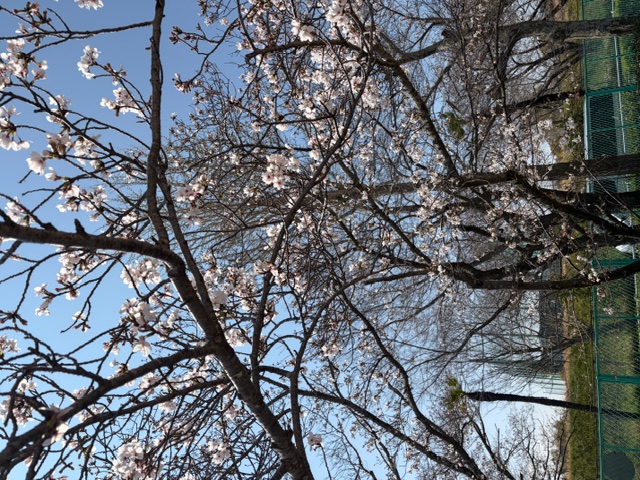 image11 (4)桜の木.jpeg
