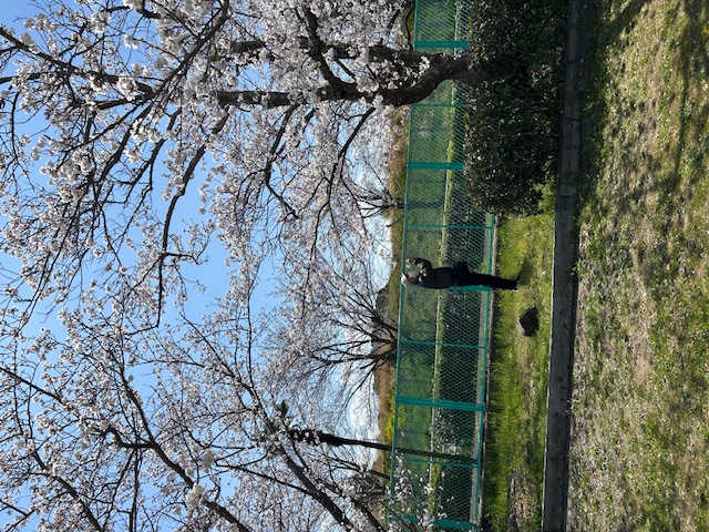 image6 (19)花見新甚.jpeg